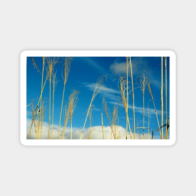 Wheat In The Sky Magnet by Cynthia48