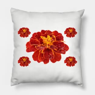 Tagetes patula &#39;Red Cherry&#39; French marigold Pillow