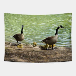 Canada Goose Family With Their Goslings Tapestry