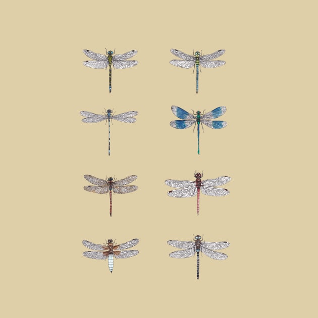 Dragonfly Studies by djrbennett