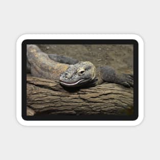 Komodo dragon Magnet