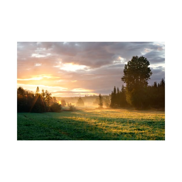 Foggy grassland and trees at sunrise by Juhku