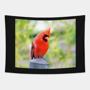 Musing - Male Cardinal Tapestry