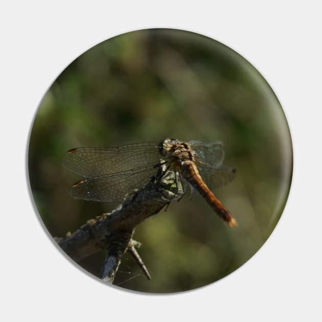 Dragonfly Back Pin by Nicole Gath Photography