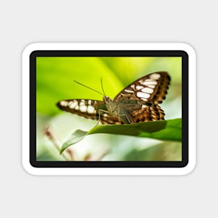 Butterfly on a Leaf Magnet