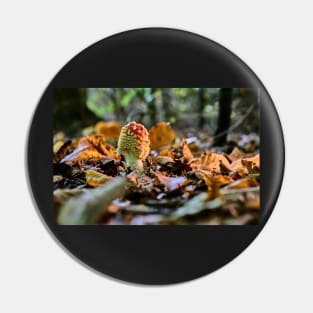 Fly agaric or fly amanita (Amanita muscaria) Pin