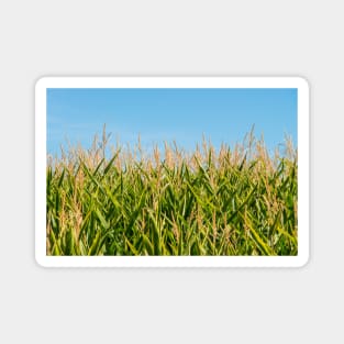 Corn Field Magnet