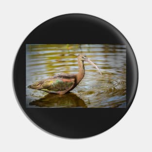 Glossy Ibis in Water Pin