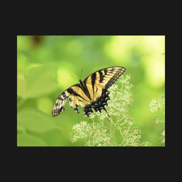 Tiger Swallowtail Butterfly 2021 by ToniaDelozier