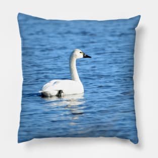 Tundra Swan at Malheur NWR Pillow