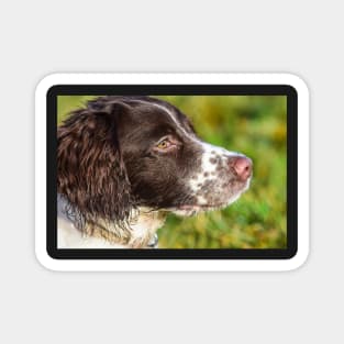 English Springer Magnet