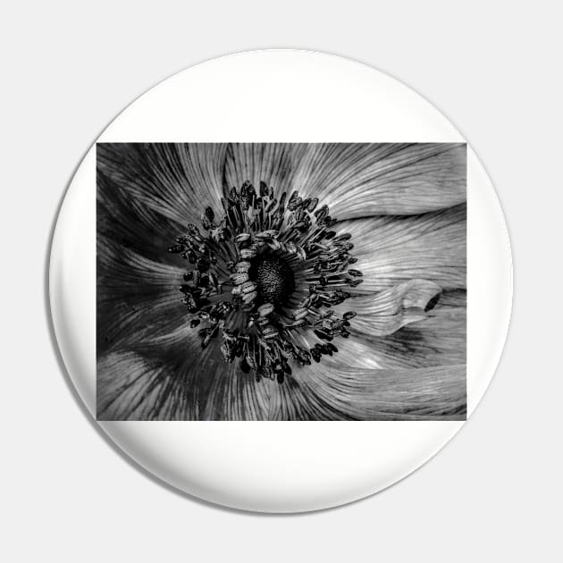 The Anemone in Black and white Pin by PictureNZ