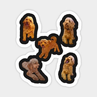 Cavapoo Cavoodle puppy pattern -puppies galore ! cute cavalier king charles spaniel Magnet