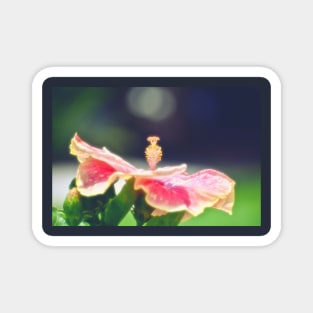 Romantic Hibiscus Magnet