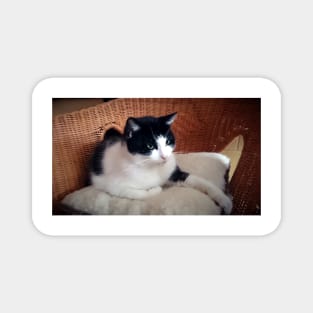 Cat Kitti on the armchair Magnet