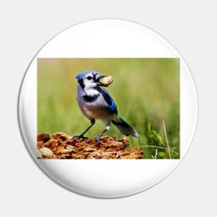 Blue Jay Pin