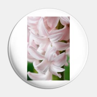 Hyacinthus orientalis  &#39;China Pink&#39;  Hyacinth Pin