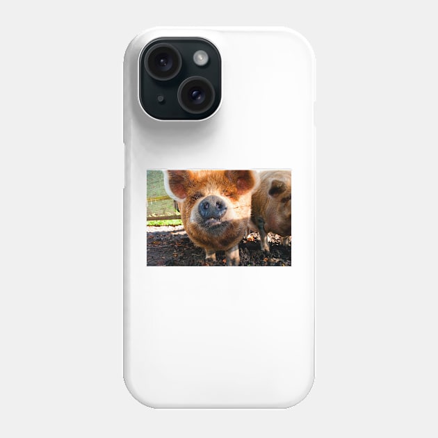 New Zealand Kunekune Pig Phone Case by AndyEvansPhotos