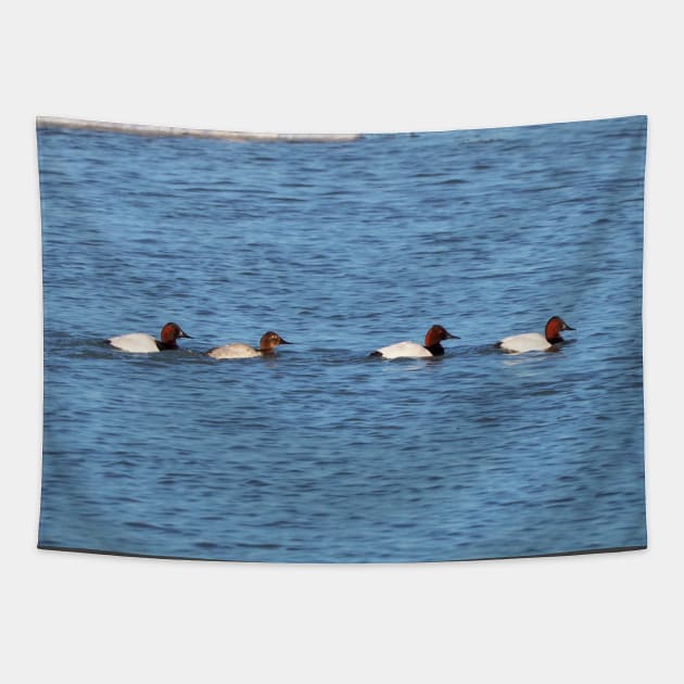 Canvasback Ducks Swimming Along a River Tapestry by BackyardBirder