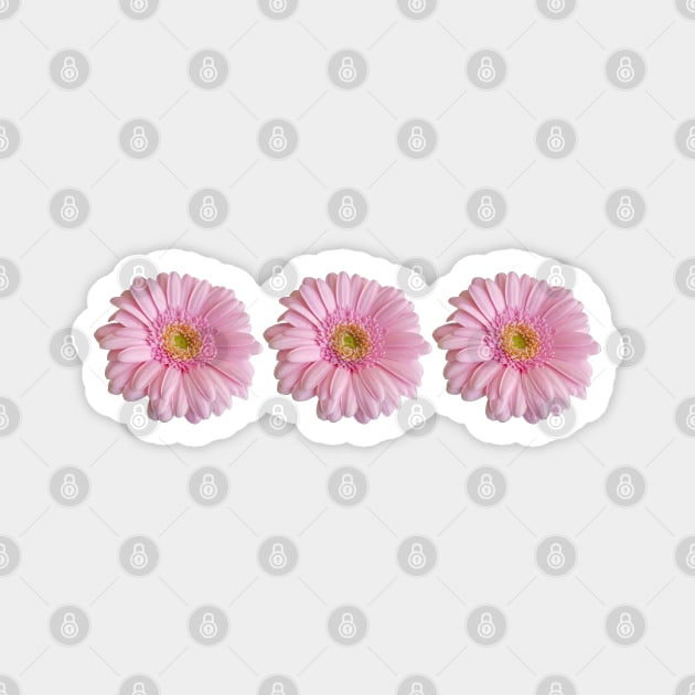 Three Pink Gerberas Floral Photo Magnet by ellenhenryart