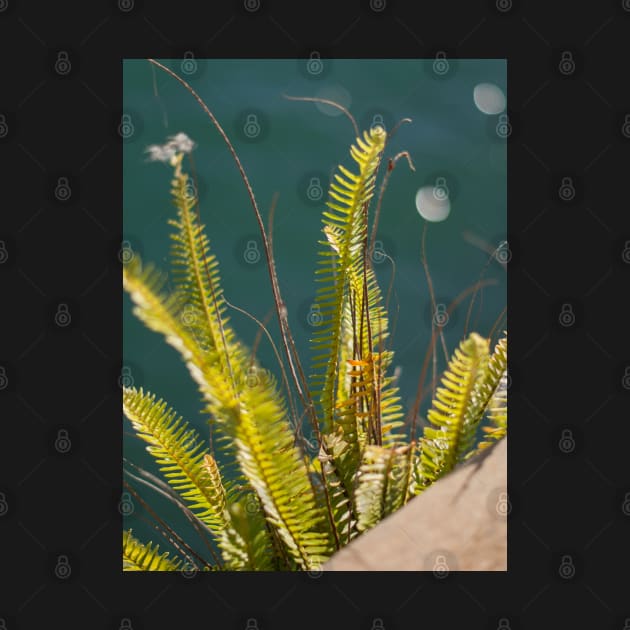 Bracken on the Harbour by DeborahMcGrath