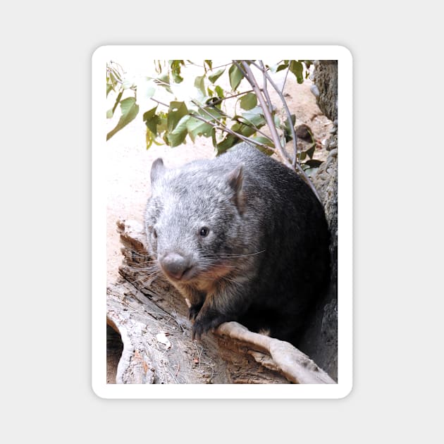 Wombat Magnet by kirstybush