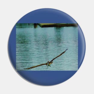 Pelican in flight Pin