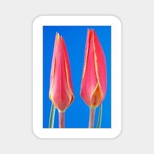 Tulipa clusiana var. chrysantha  'Tubergen's Gem'  Lady tulip  Miscellaneous tulip group Magnet