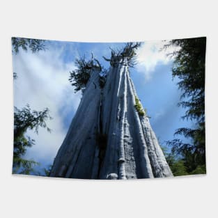 Big Cedar Tree Nature Photography Pacific Northwest Tapestry