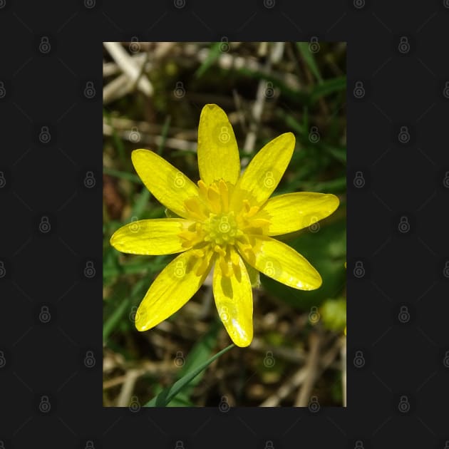 Lesser Celandine by AH64D