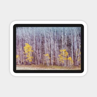 Aspens Late Autumn Magnet