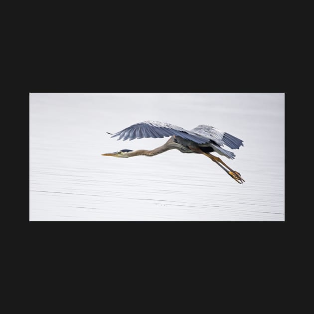 Great Blue Heron on Calm Waters by SHWILDLIFE