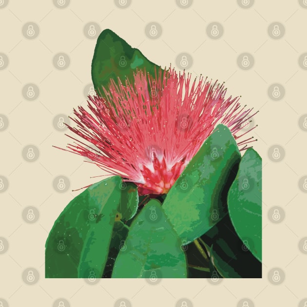 ‘Ōhi’a Lehua, native Hawaiian plant by NadJac
