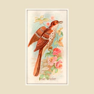 Brown Thrasher T-Shirt