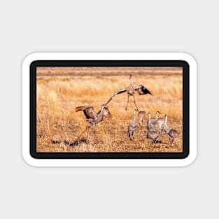 Sandhill Cranes Magnet