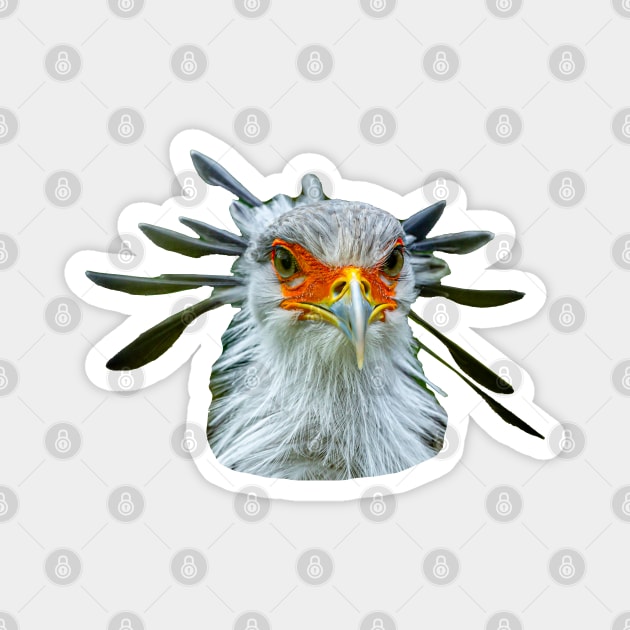 Regal Secretary Bird Magnet by dalyndigaital2@gmail.com