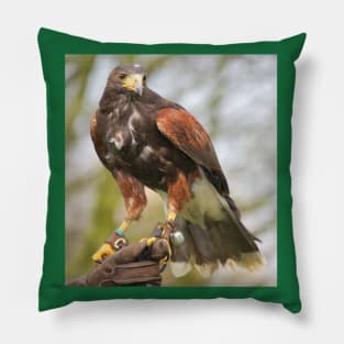 Harris Hawk Pillow