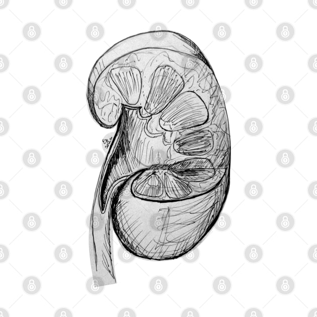 Pen and Ink Kidney Illustration/Sketch by emadamsinc