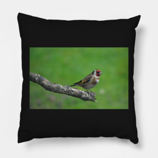 Goldfinch Pillow