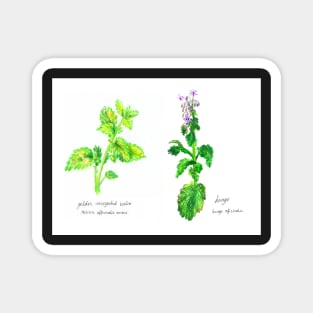 Old Garden Herbs Magnet