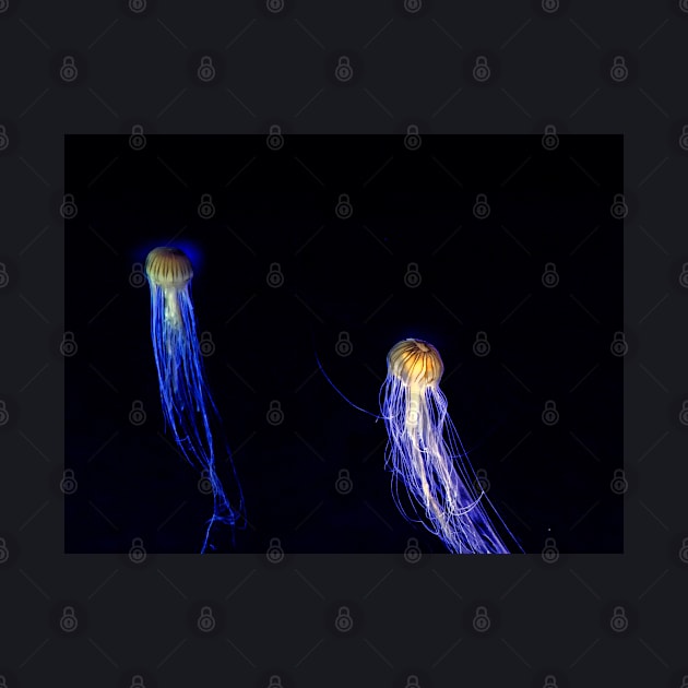 Two Jellyfish by Mabocoh