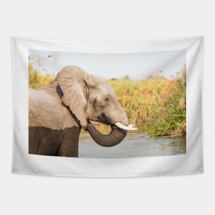 African Bush Elephant Feeding In River Tapestry