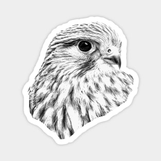 Kestrel portrait Magnet