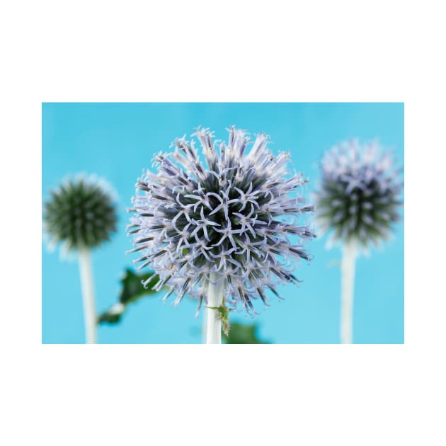 Echinops ritro  'Veitch's Blue'  Globe thistle by chrisburrows