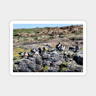 A Group of Puffins - Farne Islands, Northumberland Magnet