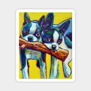 Cute Boston Terrier Puppies by Robert Phelps Magnet