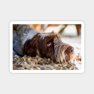 Looking up Spinone Magnet