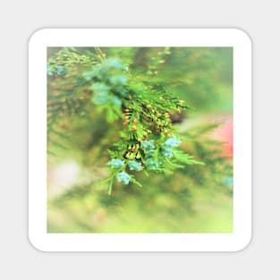 Fresh Greenery and Plant Life- Pine tree, plants, bokeh background Magnet