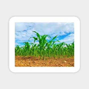 Corn growing in the field Magnet