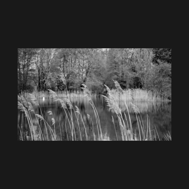 Reeds on the lake by yackers1